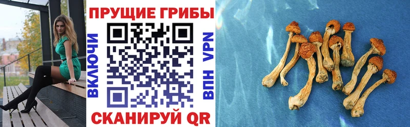 Псилоцибиновые грибы GOLDEN TEACHER  Сясьстрой 